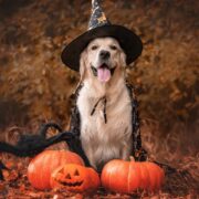 Balancing Recovery and Halloween Shenanigans:  Strategies to Avoid Triggers