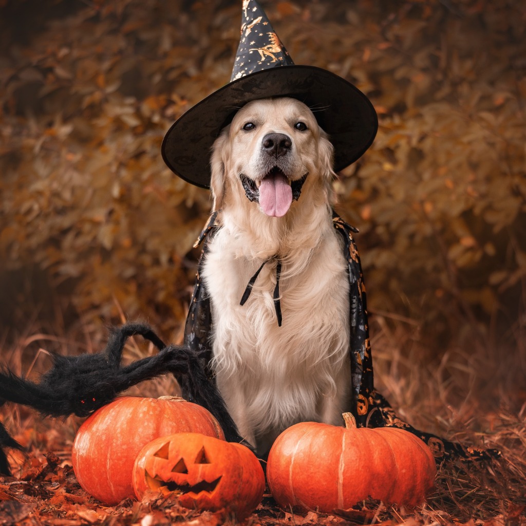 Balancing Recovery and Halloween Shenanigans:  Strategies to Avoid Triggers
